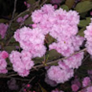 Meet your Posher, Dee